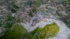 Podothecus accipenserinus