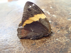 Opsiphanes cassiae cassiae