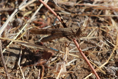 Trimerotropis occidentiloides