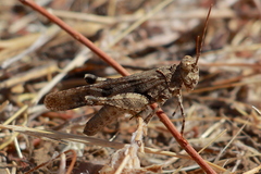 Trimerotropis occidentiloides
