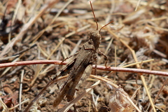 Trimerotropis occidentiloides