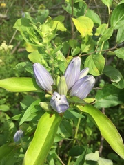 Gentiana × pallidocyanea