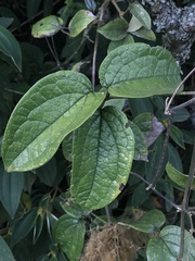 Clematis haenkeana