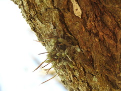 Tillandsia tricholepis