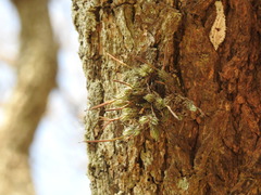 Tillandsia tricholepis