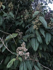 Miconieae