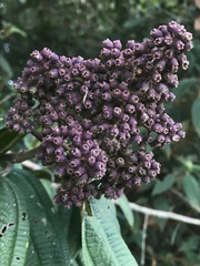 Miconieae