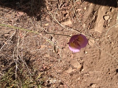 Calochortus plummerae