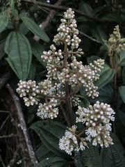 Miconieae