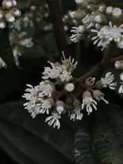 Miconieae
