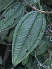 Miconieae