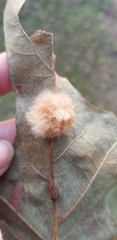 Callirhytis infuscata