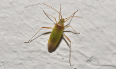 Creontiades pallidus