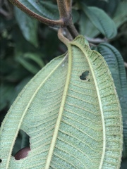 Miconieae