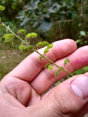 Desmodium sessilifolium