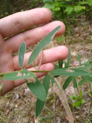 Desmodium sessilifolium