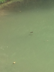 Trachemys scripta elegans