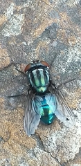 Cochliomyia