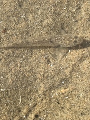 Pomatoschistus microps