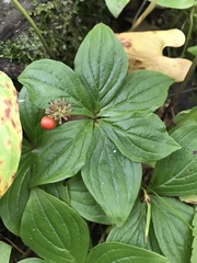 Cornus canadensis