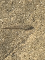 Pomatoschistus microps