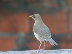 Turdus amaurochalinus