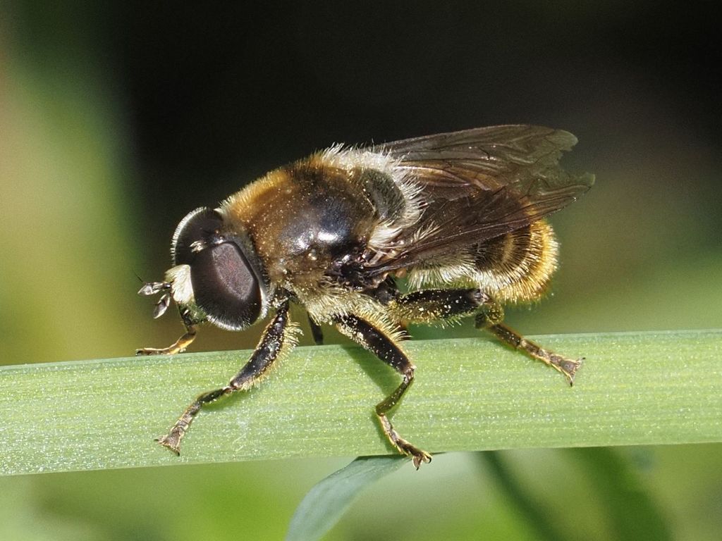 Merodon constans