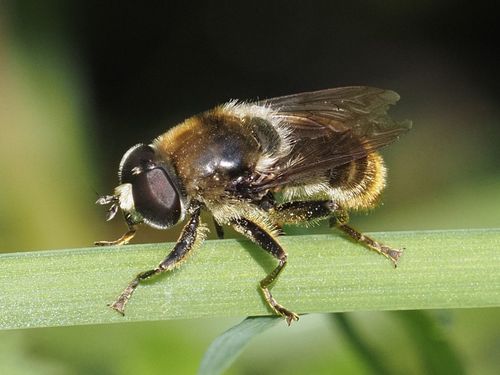 Merodon constans