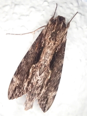 Erinnyis oenotrus