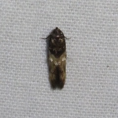 Walshia miscecolorella