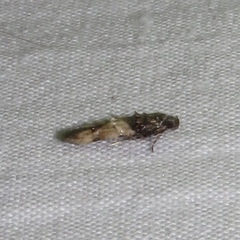 Walshia miscecolorella