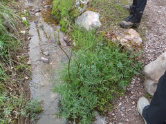 Perideridia californica