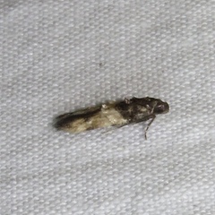 Walshia miscecolorella