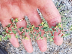 Euphorbia ocellata ocellata