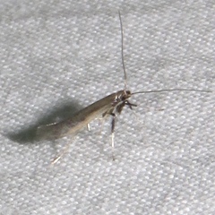 Caloptilia hypericella
