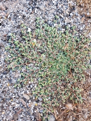 Euphorbia ocellata ocellata