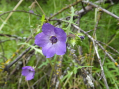 Pholistoma auritum auritum