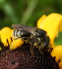 Melissodes illatus