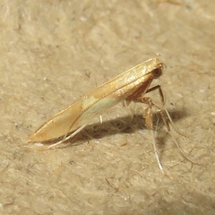 Caloptilia packardella