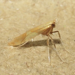 Caloptilia packardella