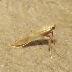 Caloptilia packardella