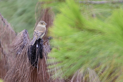 Empidonax albigularis