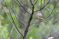 Empidonax albigularis