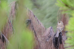 Empidonax albigularis