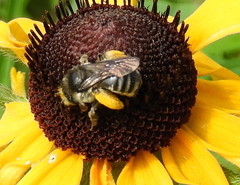 Melissodes illatus