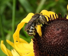 Melissodes illatus