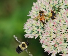 Bombus impatiens