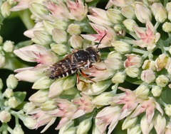 Boreocoelioxys