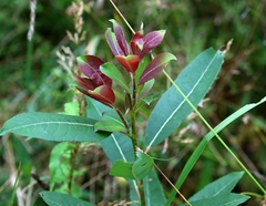 Salix pedicellaris