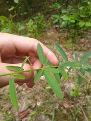 Desmodium sessilifolium